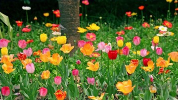 Von Fotos Realistisch Werke - Tulpen Land Blumen Malerei von Fotos zu Kunst